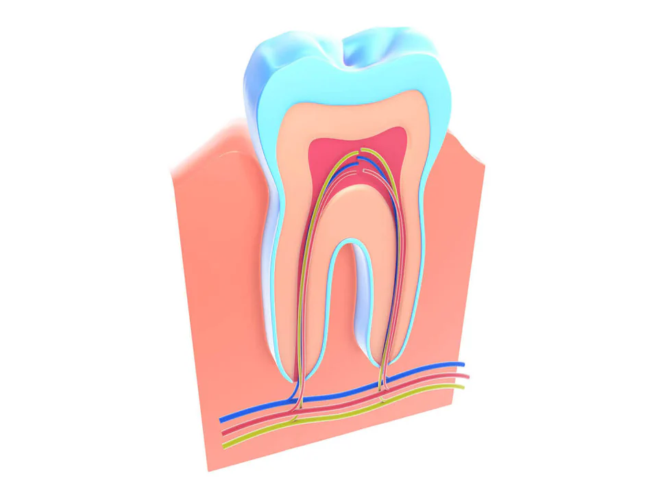 Root canal treatment in Franklin, TN at East Franklin Dentistry.